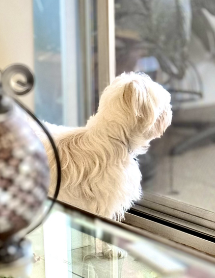 Same description as before but the dog is staring through the glass sliding door.