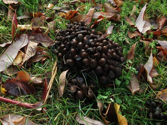 Tmavohnedé hríby na trávniku