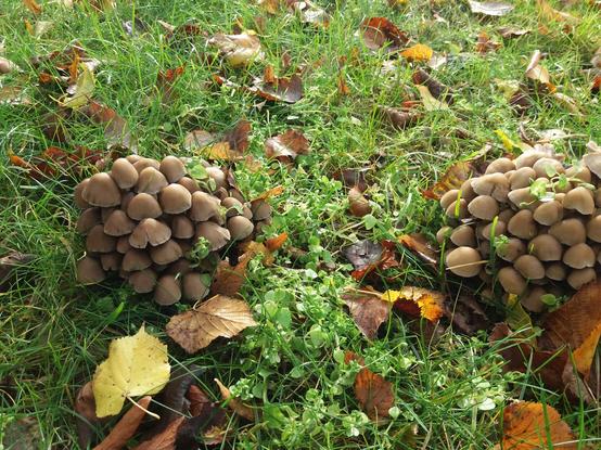 Svetlohnedé hríby - 2 zhluky na trávniku