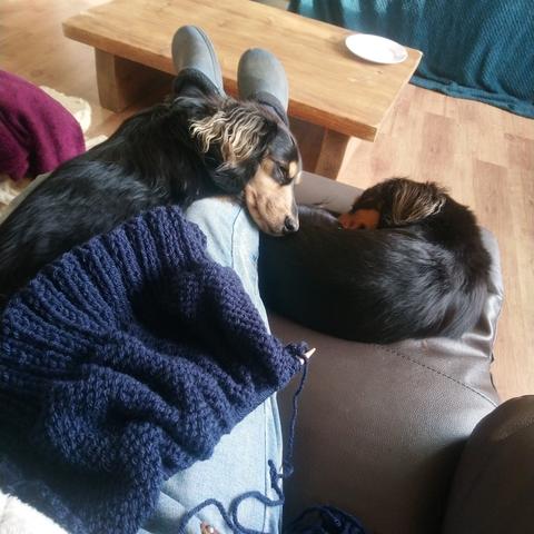 Two miniature dachshunds, one black and tan, one black and cream, one sleeping on a lap, one sleeping beside the outstretched legs of the poster, with knitting in the foreground