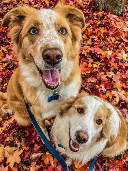 Happy dogs on a thick carpet of red yellow orange maple leaves