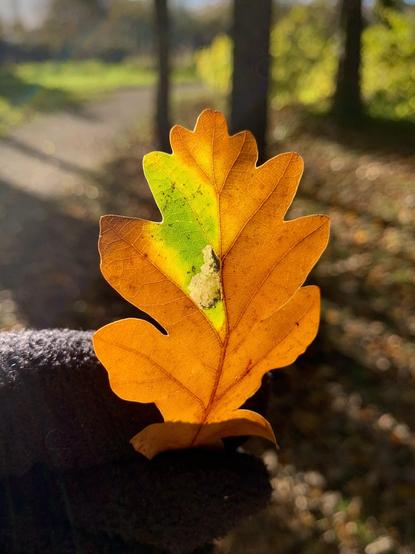 Leaf miners in an oak leaf