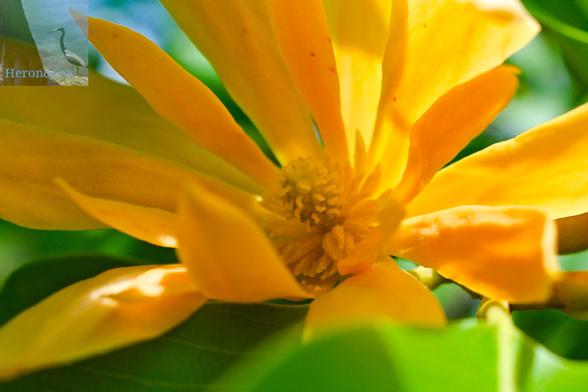A macro, close-in photograph of a yellow champaca flower with a yellow cone in the center and with long, thin yellow petals.