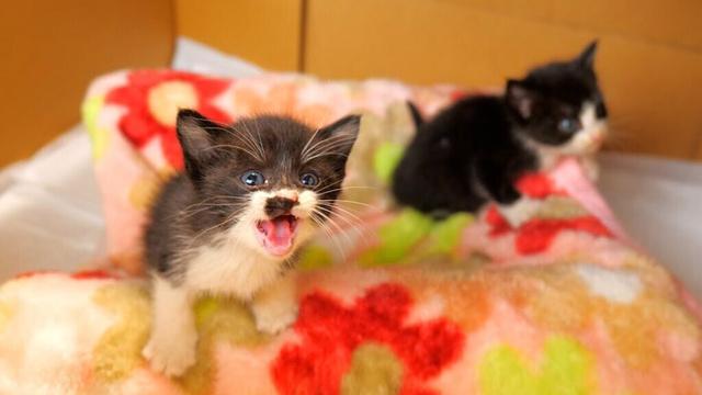 脱走するけどやっぱりかわいい子猫たちの鳴き声【道路のずぶ濡れ子猫保護当日】
