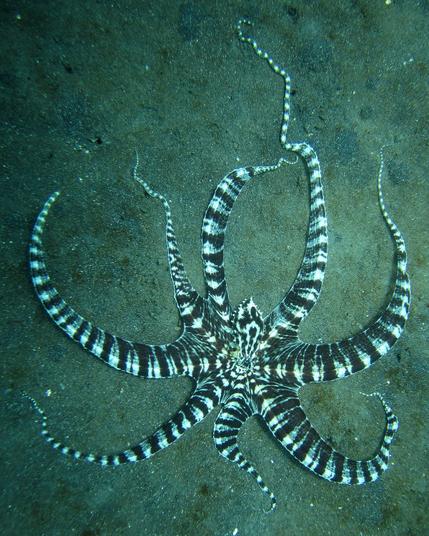 Der Oktopus ist hier auf dem Bild schwarz-weiß gestreift