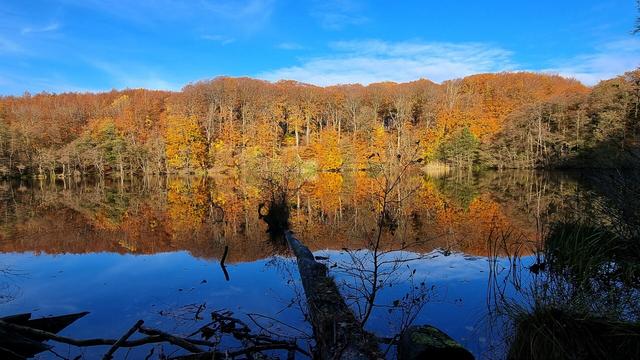 Unter einem strahlendblauen Himmel steht man herbstlich bunten Buchenwald,der sich zusammen mit dem blauen Himmel im See spiegelt.