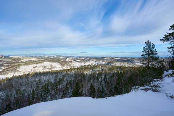 A snow covered landscape with a snowed in ledge in the foreground and a coniferous forest in the mid ground. The background consists of snow covered hills. The sky is blue with some feathery clouds in it.