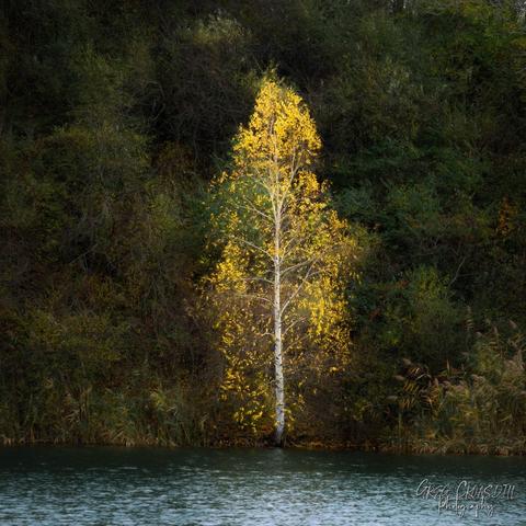 Golden birch tree on the edge of a pond
