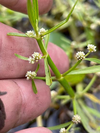 Shoot of Alternanthera tetramera R.E.Fr. in the hand of the photographer. The  plant features small flower heads in the axils of its opposite, narrow leaves. The flowers are tiny and white.