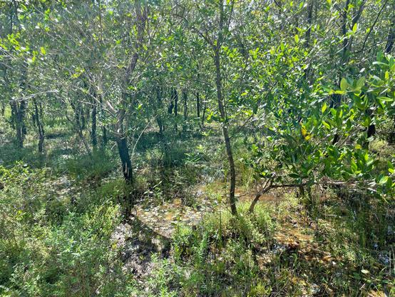 Habitat of Alternanthera tetramera R.E.Fr.  in puddles of water below the canopy of small trees of the mangrove, Avicennia germinans. Besides A. tetramera, there are other aquatic plants, e. g.,  Sagittaria guayanensis and Nymphoides humboldtiana.