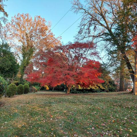 A Japanese Maple tree on a green lawn. The leaves of the tree are bright red. There are other trees in the picture with yellow, orange, and red leaves. There is a row of Boxwood bushes on the left side.