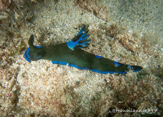 A finger-length dark green sea slug crawling camera left. It is marked in bright blue trim.