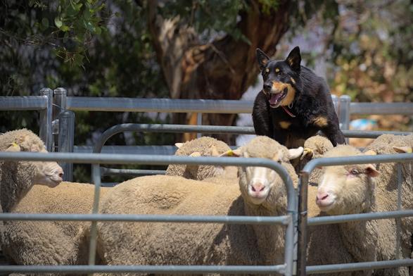 A black and tan kelpie is standing on top of a group of sheep held within a pen. It is a sunny day, there are gum trees in the background and portions of the steel fencing used to construct the pen can be seen within the shot. The dog is calm but alert, carefully watching his master (who is standing just out of shot) for the next instruction. The sheep seem completely unfazed by the dog standing on them, with not one of the sheep even looking at the dog.

While the subject of the photo is the dog, it would be remiss of me to not mention how good the sheep look. The sunlight makes their fleeces look particularly golden and they seem extremely healthy and well cared for.
