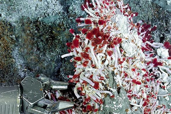 robotic manipulator taking samples of deep sea worms