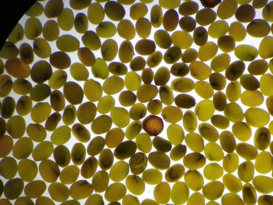 Microscopic view of flowerseeds.
