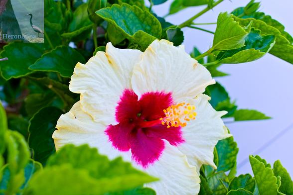 An outdoor photograph of a hibiscus flower with a creamy white outside and bold red interior among green hibiscus leaves.