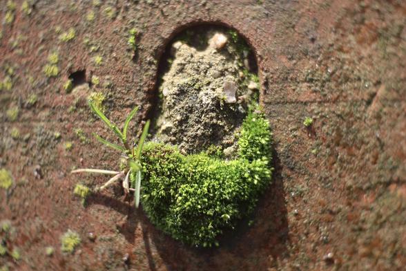 tiny garden of green moss growing in a hole in an old brick wall