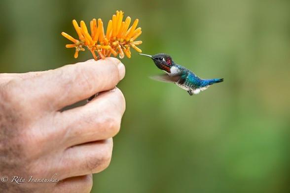 Eine Hand, die dem Vogel eine Blüte hinstreckt. Der Vogel ist im Vergleich zur Hand winzigst