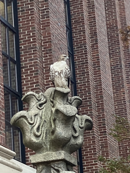 Photo of a hawk perching on an architectural feature at the Massachusetts avenue entrance to Widener Library st Harvard University, Cambridge Massachusetts USA, November 13 2023