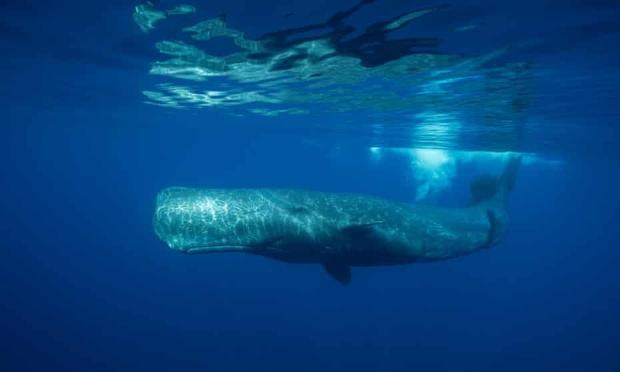 Sperm whale under water