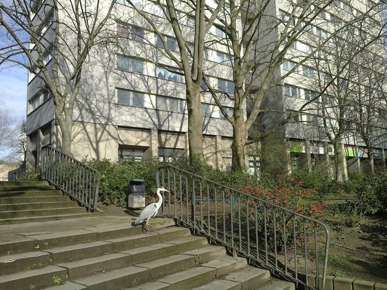 A grey heron walking down concrete steps in front of a large GDR-era Plattenbau tower-block.