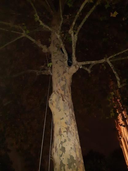 Écureuil (grimpeur) dans un platane