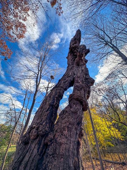 An old dead tree in the middle of other trees that have mostly shed their autumn leaves. Only the trunk remains and even that has a large hole in the middle of it towards the top. The hole looks like a slash through it. They sky is blue with white wispy clouds.