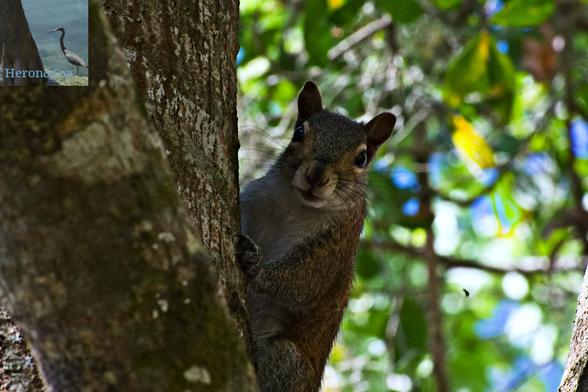 An outdoor, daytime photograph of the side of a tree with a gray tree squirrel perched on the bark, looking down at the camera.