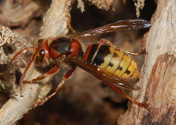 Eine Hornisse klettert auf Pflanzenteilen herum. Sie ist groß, gelb-schwarz gestreift und hat am Oberköfper (Thorax) und am Kopf rötliche Zeichnungen