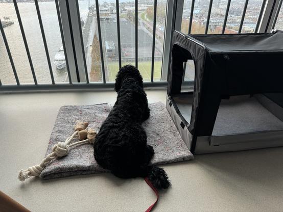 Joy looking out the window.
