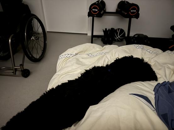 Joy the deep black furball has her hind legs on the floor and her head on my feet. Is she *technically* on the bed though?