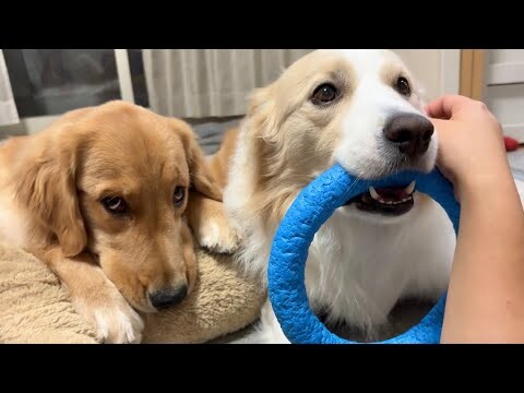イベント帰りから微熱が続いている子犬（9ヶ月）の現状について...【#ゴールデンレトリバー  #ボーダーコリー 】