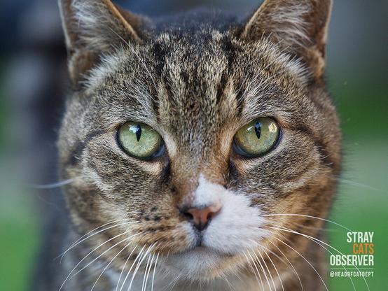 Close up portrait of a male tabby cat