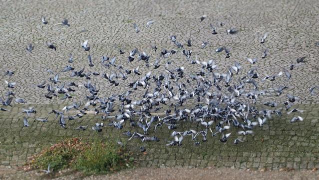 viele Tauben, alles fliegt wirr durcheinander