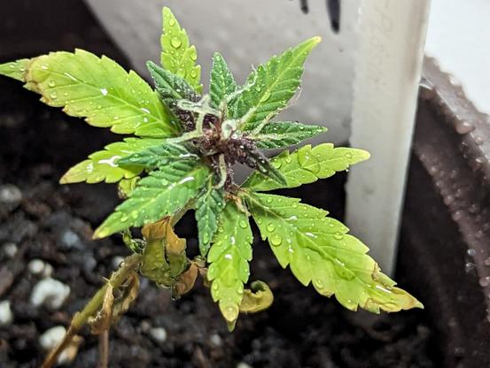 A small hemp plant seedling in early vegetative growth. It has several pairs of true leaves. The set in the bottom is yellow & curled. The middle set is light green with yellowed tips.

The top sets are a good green with some purplish-red.