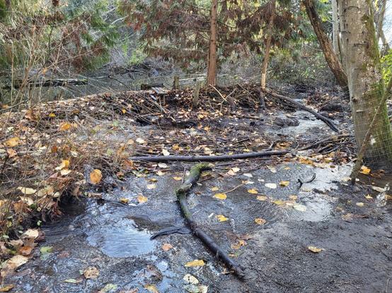 Beaver dam blocking a stream and creating a large pond.