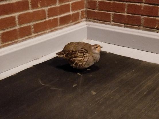 a picture of a very round brown bird