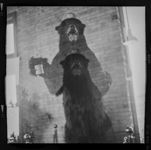 Double exposure of a taxidermy bear in front of a brick wall with bright windows on both sides. There appears to be another smaller bear in the chest of the bigger bear which can be seen holding a coffee cup.