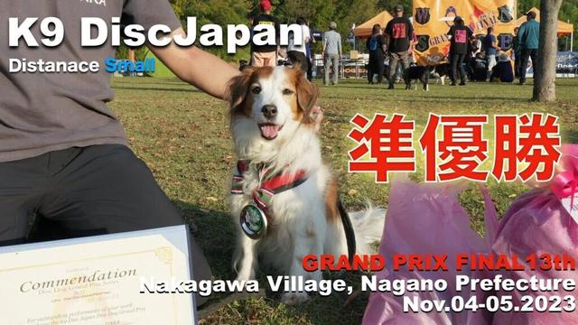なんと準優勝！すご過ぎるぞテラちん♪ 日本一決定戦＠K9DJ@中川村 Nov04-05.2023 コイケルホンディエのテラとノバスコシアダックトーリングレトリバーのピコとの暮らし
