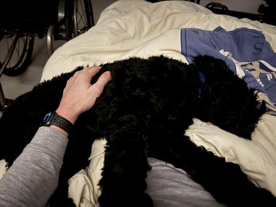 Joy the very leggy labradoodle  sprawled asleep on my lap. She very clearly is NOT on the bed.  Right?