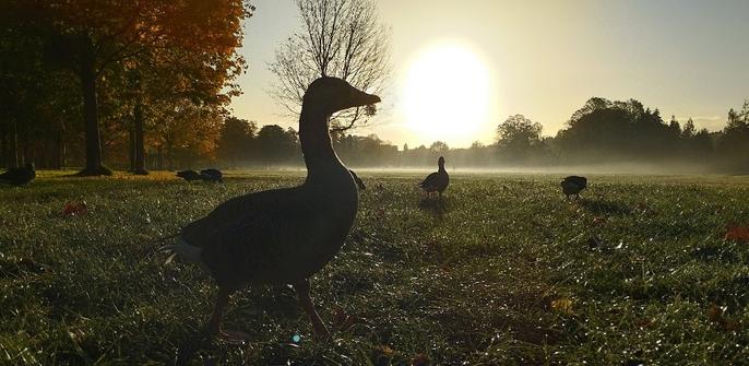 Lever de soleil sur le parc de la Tête d'Or à Lyon. Grande prairie et feuillage d'automne. Au premier plan, à contre jour, une oie. D'autres oies en arrière plan.