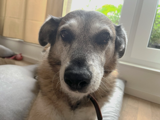 Meine alte Schäferhündin Chloe