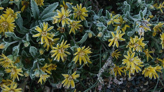 Yellow flowers and leaves are outlined and textured with a light hoar frost in the morning…
