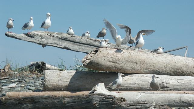 On a pile of washed up tree trunks on the beach of Dungeness National Wildlife Refuge, a flock of seagulls sit together, with a couple of very surprised ones showing how great their wings are to the overall unimpressed group.