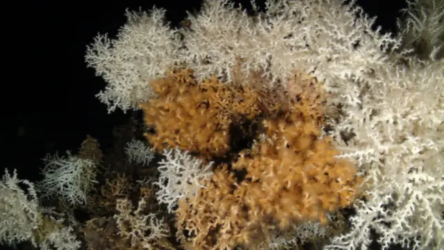 deep sea corals