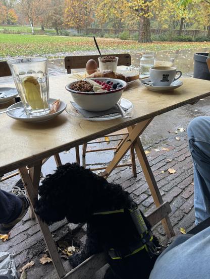 Joy hiding from the rain under out table while brunch is served.
