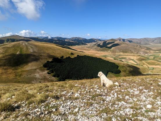 Photo taken from high op on a grassy mountain, overlooking a bunch of other grassy mountains and valleys in-between. In the foreground, on the rocky and grassy ground, is sitting a big white dog, looking out towards the mountains in the distance. The sky is blue and the the the whole area is bathed in sun.