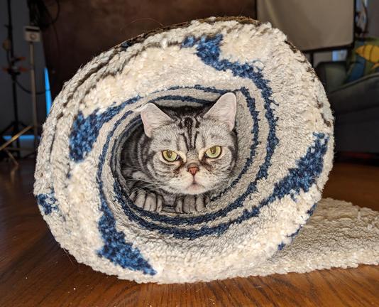 Silver and black cat rolled up in a blue & white rug