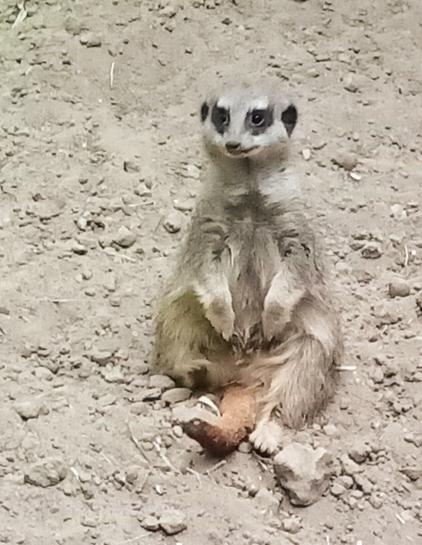 Ein sitzendes Erdmännchen. Es ist bezaubernd niedlich. ~~~ A sitting meerkat. It looks particularly cute.