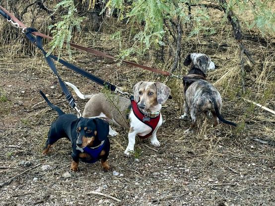 dachshunds in the shiggy